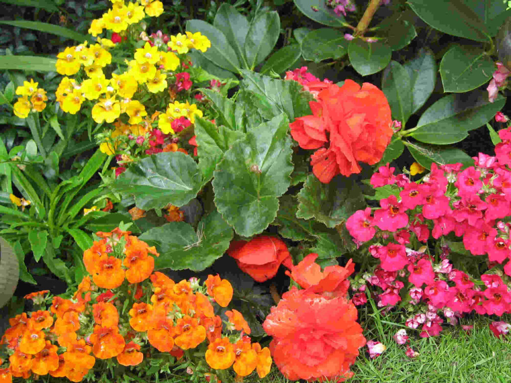 Yellow, orange and red flowers in close-up.