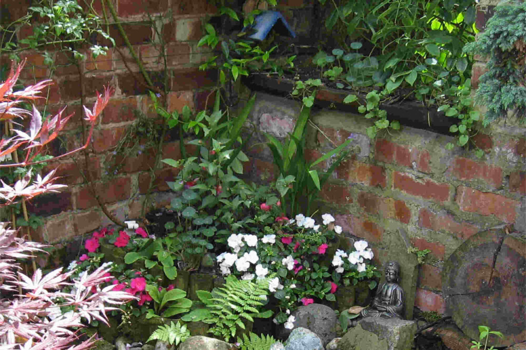 View of bizzy lizzies in a shady brick-wall corner, with a little buddha statue and some bright acer leaves.